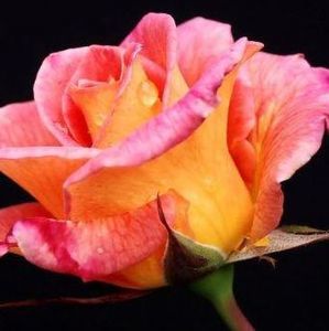 Meet your Posher, Rosa